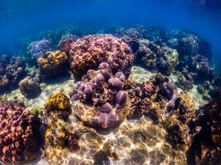 Naklejka na ściany i meble Underwater shoot of vivid coral reef with a fishes