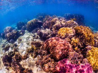 Underwater shoot of vivid coral reef with a fishes