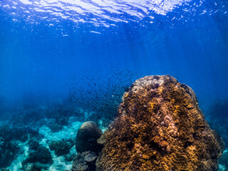 Underwater shoot of vivid coral reef with a fishes