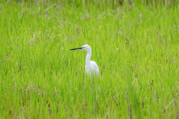 Close-up of a standing little egret