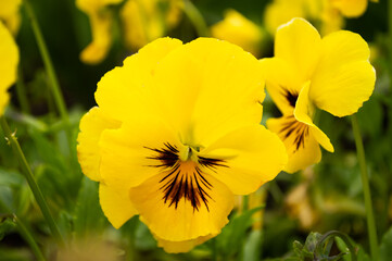 Blurred image of bright yellow pansies on a summer day.