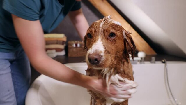Dog taking bath at home. Bathing of Nova Scotia Duck Tolling Retriever. Real time in 4K resolution.