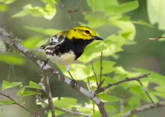 Black-throated Green Warbler (Setophaga virens) in a tree during migration through Gulf Coast, Galveston, Texas