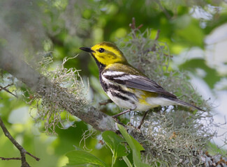 Black-throated Green Warbler (Setophaga virens) in a tree during migration through Gulf Coast,...