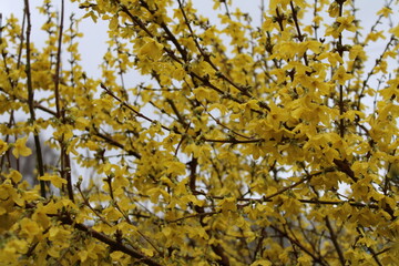 Yellow flowers