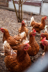 chickens