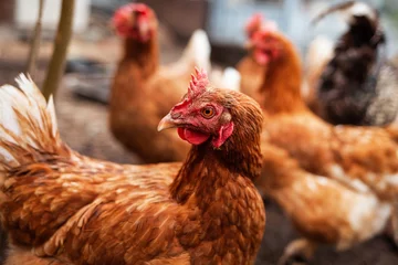 Deurstickers kip op de boerderij © perminoffa