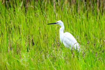 Close-up of a standing little egret