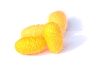 Yellow silkworm cocoons. Gold silkworm cocoons shell. This is a source of silk thread and silk fabric on white background. - obrazy, fototapety, plakaty