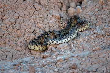Bull Snake in the 