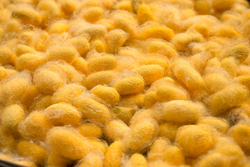 Yellow silkworm cocoons. Gold silkworm cocoons shell. This is a source of silk thread and silk...
