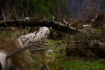 trunk tree in the forest