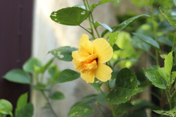 yellow flower in the garden
