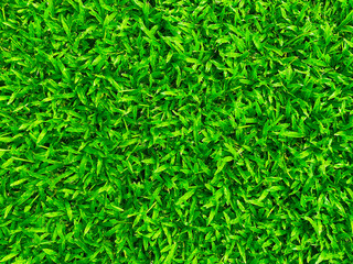 Green grass texture background grass garden concept used for making green background football pitch, Grass Golf, green lawn pattern textured background..