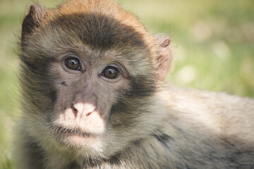 Monkey /Affe
barbary macaque/ Berberaffe