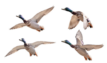 mallard duck four drakes in flight isolated on white