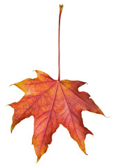 red and orange leaf of maple tree on white