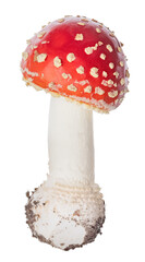 small spotted red fly agaric mushroom on white