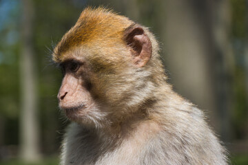Monkey /Affe
barbary macaque/ Berberaffe