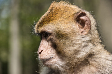 Monkey /Affe
barbary macaque/ Berberaffe