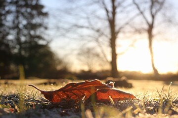 autumn in the forest