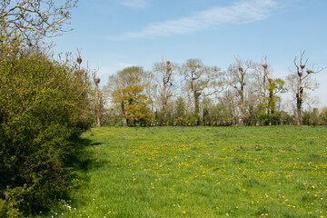 Pissenlit, Cigogne blanche, nid,.Ciconia ciconia, White Stork, Bocage Normand, Parc Naturel Régional des Marais du Cotentin et du Bessin, Canchy, Calvados, 14