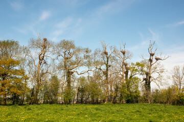 Cigogne blanche, nid,.Ciconia ciconia, White Stork, Bocage Normand, Parc Naturel Régional des Marais du Cotentin et du Bessin, Canchy, Calvados, 14