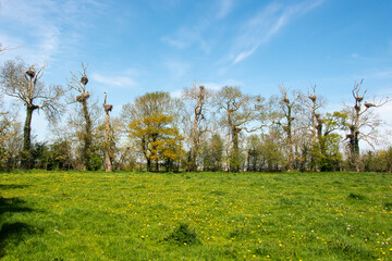 Obraz premium Pissenlit, Cigogne blanche, nid,.Ciconia ciconia, White Stork, Bocage Normand, Parc Naturel Régional des Marais du Cotentin et du Bessin, Canchy, Calvados, 14