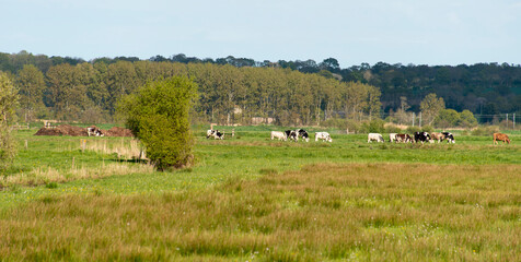 Fototapeta na wymiar saule têtard, Bocage normand, Parc Naturel Régional des Marais du Cotentin et du Bessin, Calvados, 14