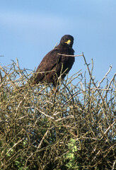 Buse des Galapagos,.Buteo galapagoensis, Galapagos Hawk Archipel des Galapagos, Equateur