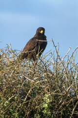 Buse des Galapagos,.Buteo galapagoensis, Galapagos Hawk Archipel des Galapagos, Equateur