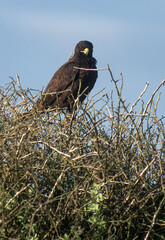 Buse des Galapagos,.Buteo galapagoensis, Galapagos Hawk Archipel des Galapagos, Equateur