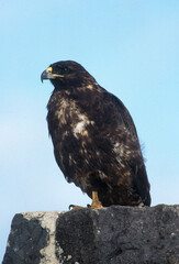 Buse des Galapagos,.Buteo galapagoensis, Galapagos Hawk Archipel des Galapagos, Equateur