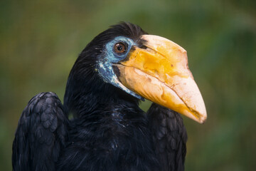 Calao à casque jaune,.Ceratogymna elata, Yellow casqued Hornbill
