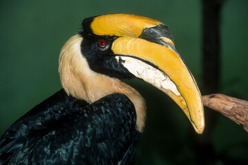 Calao &agrave; casque jaune,.Ceratogymna elata, Yellow casqued Hornbill