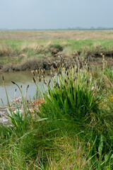 Plantain lancéolé, Plantago lanceolata