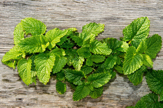 M&eacute;lisse officinale, Melissa officinalis