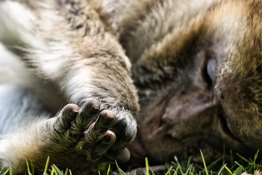 Monkey /Affe
barbary macaque/ Berberaffe