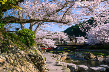 Plakat 桜咲く春の長門湯本温泉