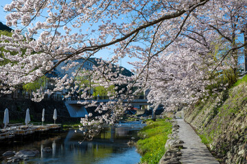 Fototapeta na wymiar 桜咲く春の長門湯本温泉