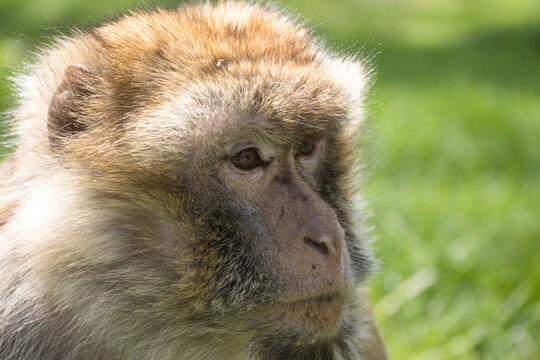 Monkey /Affe
barbary macaque/ Berberaffe