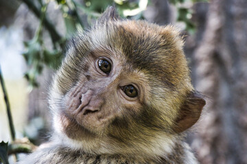 barbary macaque
Berber affe