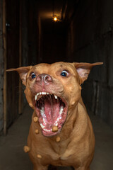 American pit bull terrier catches food on the fly on a dark background.