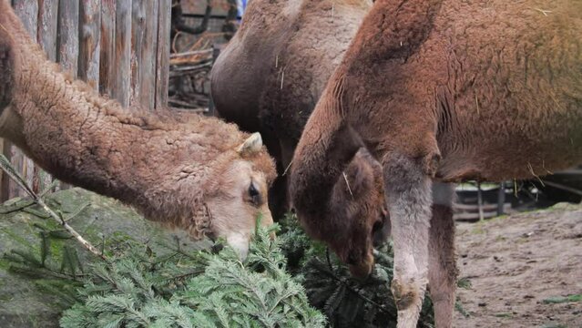 View of camels eating green spruce or pine branches