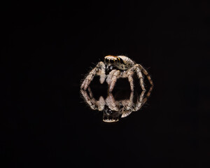 Zebraspringspinne