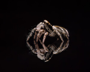 Zebraspringspinne