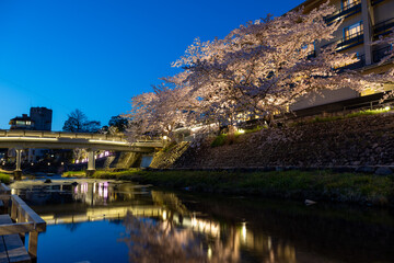 Fototapeta premium 春の宵夜桜の綺麗な長門湯本温泉