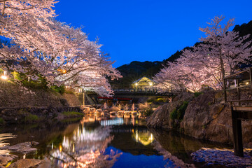 春の宵夜桜の綺麗な長門湯本温泉