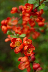 Red quince flowers blossoms