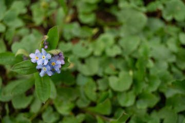 Blue flower forget-me-not